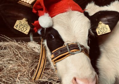 Boerderij in kerstsfeer zaterdag 21 december