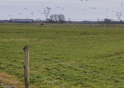 Wilde Westen