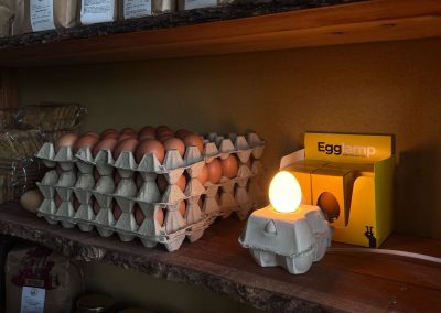 Eggscursie