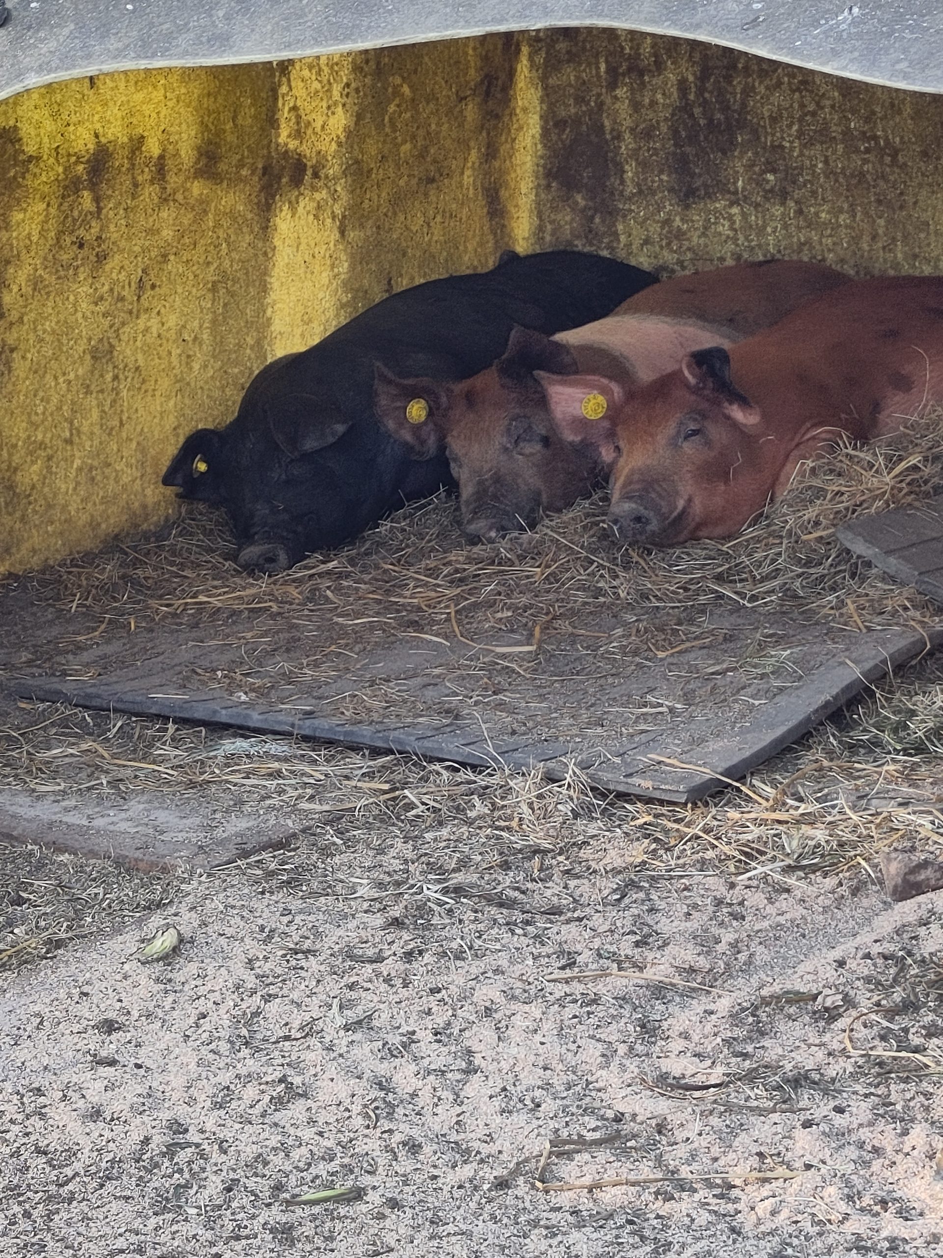 3biggetjes