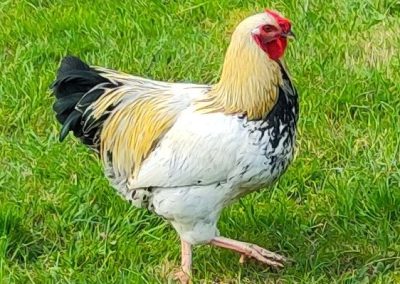 Haantje de laatste