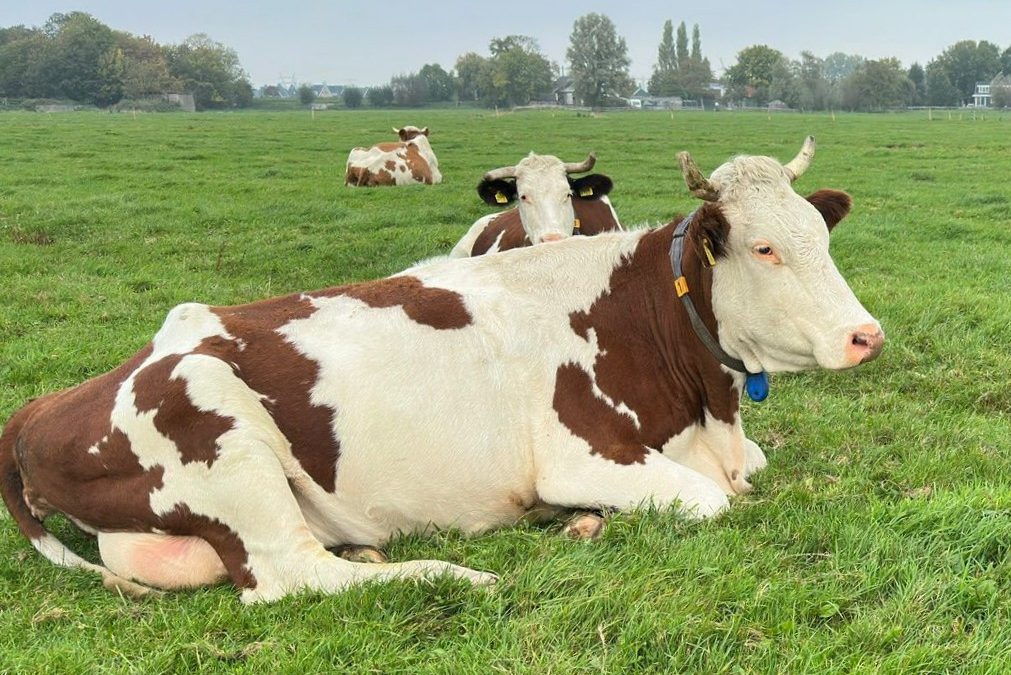 Hoorns