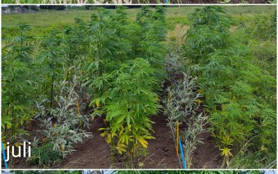 Hennep op de Groene Griffioen?
