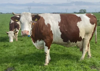 Adoptiekoe Willemijn (deel 2)